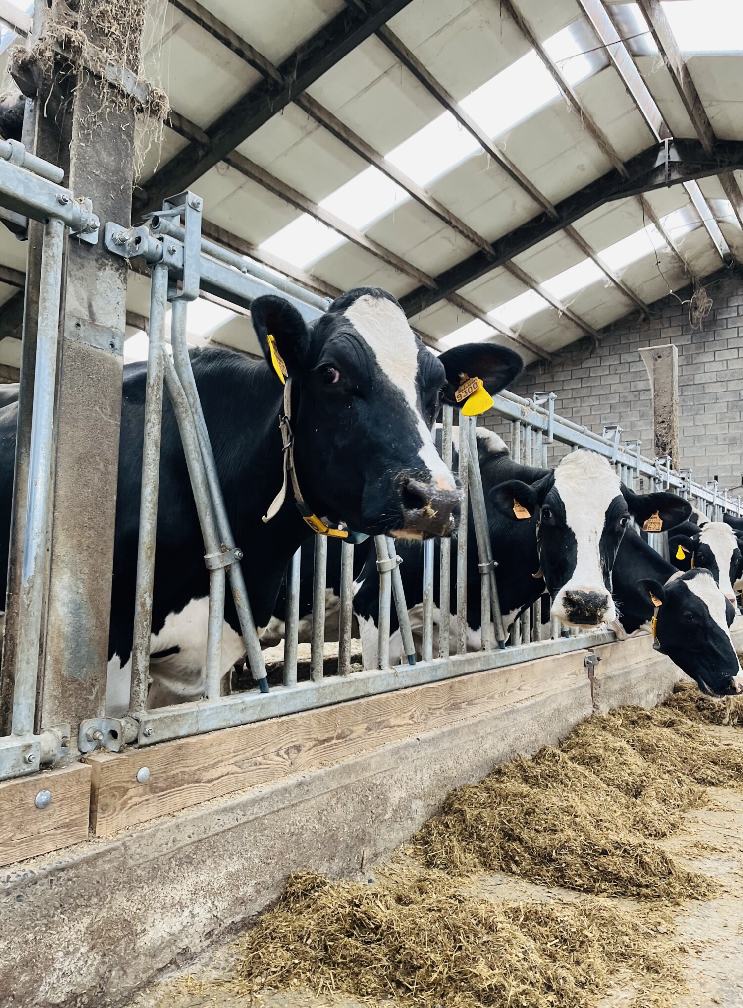 Fairebel takes matters into its own hands